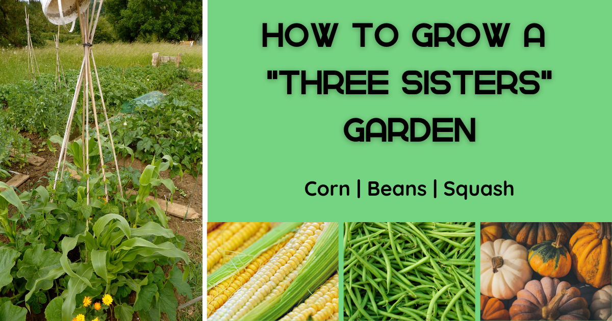 Planting A "Three Sisters" Garden | Des Moines Public Library